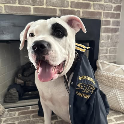 Johnny, the Weiner Warehouse mascot dog wearing a Wicksburg Panthers jacket
